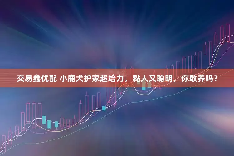 交易鑫优配 小鹿犬护家超给力，黏人又聪明，你敢养吗？